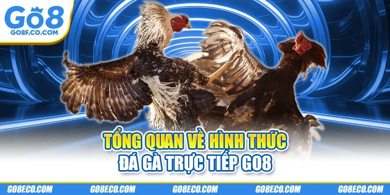 Tổng quan về hình thức đá gà trực tiếp GO8
